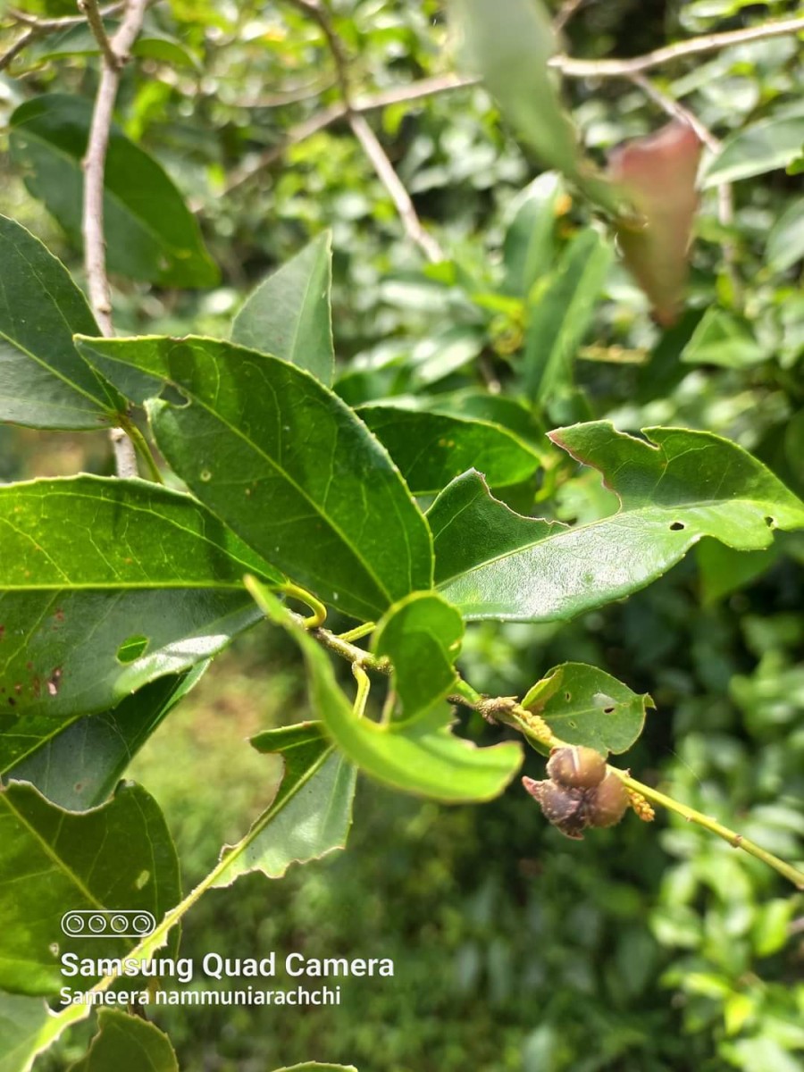 Croton klotzschianus (Wight) Thwaites